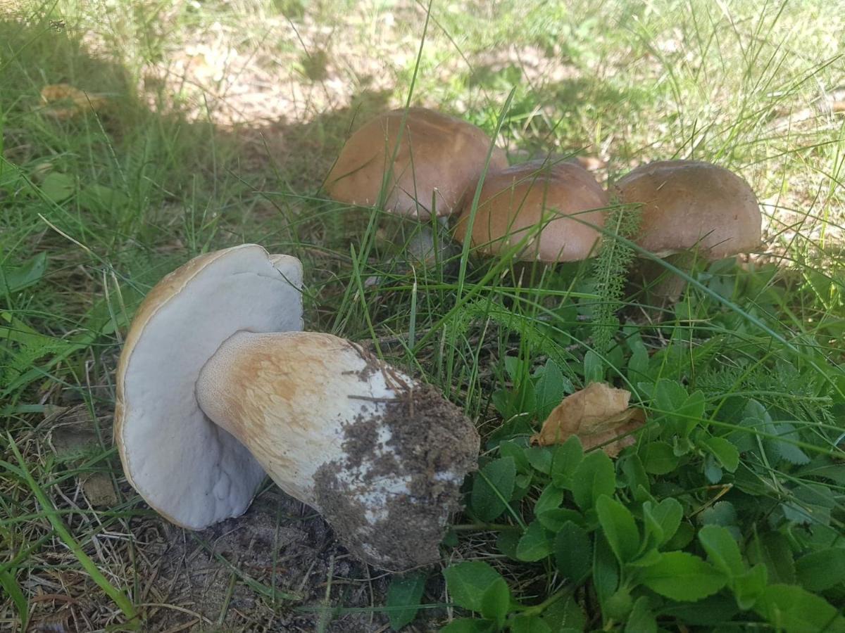 Kurnik Polski Agroturystyka Tykocin Esterno foto